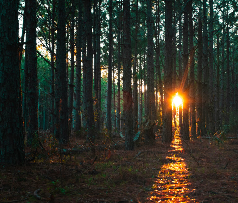 Light on our path in 2026